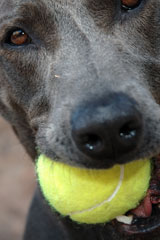 dog with ball